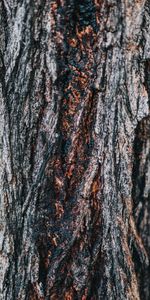 Bois,Arbre,Texture,Relief,Soulagement,Aboyer,En Bois,Textures,Écorce