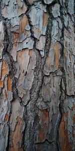 Wood,Tree,Texture,Textures,Surface,Bark