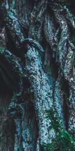 Wood,Tree,Textures,Relief,Moss,Bark,Texture,Surface,Raised