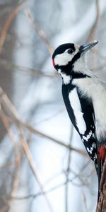 Animales,Madera,Pájaro Carpintero,Pájaro,Árbol