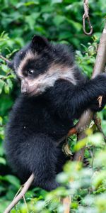 Animales,Madera,Joven,Árbol,Oso,Soportar,Depredador,Joey