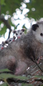 Wood,Young,Tree,Cubs,Opossum,Animals,Family,Care