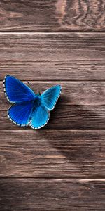 Wooden,Butterfly,Surface,Wood,Minimalism