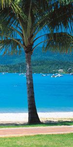 Yachts,Palms,Tropics,Sand,Sea,Beach,Nature