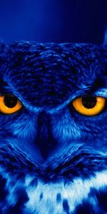 Yellow Eyes,Bird,Predator,Animals,Night,Owl