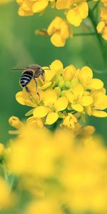 Yellow Flowers,Flowers,Macro,Bee,Wings