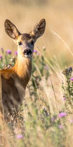 Young,Animal,Roe Deer,Looks,Roe,Animals,Wildlife