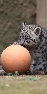 Young,Ball,Play,Cubs,Snow Leopards,Animals