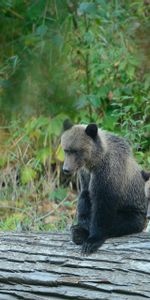 Animales,Bears,Joven,Oso,Soportar,Joey,Oso Pardo,Oso Gris