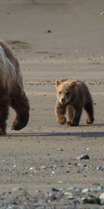 Young,Bear,Stroll,Joey,Walking,Animals