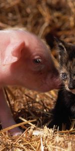 Young,Cubs,Animals,Friendship,Kitty,Kitten,Pig