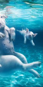 Young,Cubs,Dive,Pig,Animals,Water