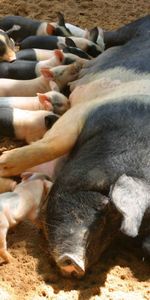 Jeune,Animaux,Alimentation,Oursons,Cochon