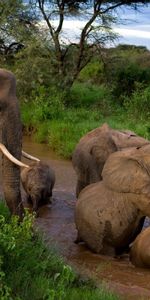 Young,Dirt,Mud,Cubs,Bathing,Animals,Care,Elephants,Mother