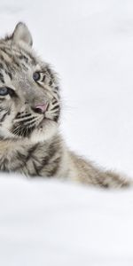 Jeune,Neige,Tigre,Albinos,Joey,Animaux