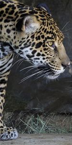 Young,Joey,Animals,Jaguar,Care,Mother