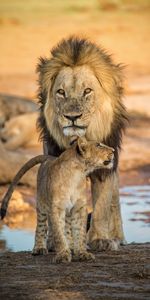 Jeune,Gros Chat,Famille,Joey,Animaux,Une Famille,Lionceau,Fauve,Un Lion,Lion