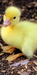 Young,Joey,Chick,Nestling,Duckling,Animals