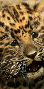 Animales,Guepardo,Joven,Gatito,Joey,Pequeña,Pequeño,Leopardo,Gato