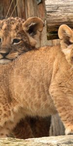 Joey,Niños Pequeños,Cachorro De León,Animales,Joven,Un Leon,Niños,León