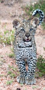 Animales,Joven,Depredador,Vida Silvestre,Lindo,Querido,Joey,África,Leopardo,Fauna Silvestre