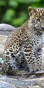 Young,Leopard,Sight,Opinion,Joey,Animals,Big Cat