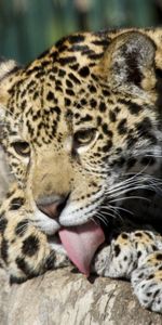 Animales,Joven,Tumbarse,Mentir,Joey,Lengüetada,Lame Tus Labios,Leopardo