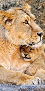 Young,Lioness,Joey,Animals,Care,Embrace