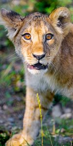 Animales,Joven,Bozal,Lindo,Querido,Joey,Cachorro De León,León