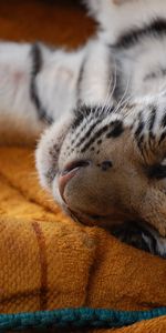 Young,Muzzle,Sleep,Joey,Tiger Cub,Animals,Tiger,Dream