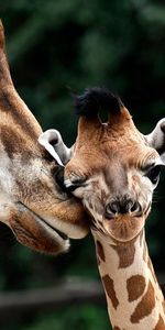 Jeune,Muselière,À Pois,Boutonneux,Joey,Museau,Girafe,Animaux