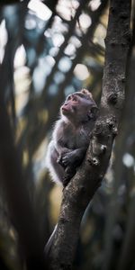 Jeune,Agréable,Chéri,Joey,Animaux,Un Singe,Singe