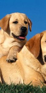 Animaux,Jeune,Paire,Soin,Se Soucier,Labradors,Coupler,Joey,Chiot,Chiens