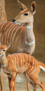 Young,Pair,Stroll,Joey,Small Kudu,Animals,Couple