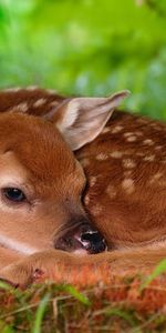 Young,Rest,Kid,Tot,Sleep,Joey,Deer,Animals,Relaxation,Dream