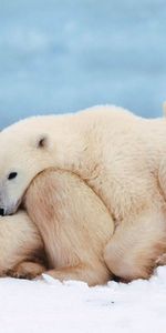 Animaux,Rêve,Jeune,Famille,Joey,Une Famille,Dormir,Ours Polaires,Des Ours Blancs