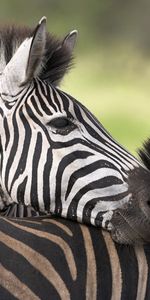 Young,Striped,Color,Joey,Animals,Zebra