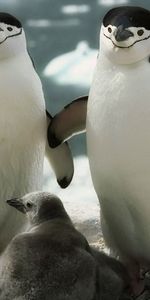 Young,Stroll,Joey,Animals,Family,Care,Pinguins