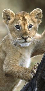 Animales,Paseo,Nene,Niño,Joey,Cachorro De León,Joven,León