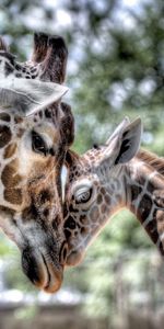 Young,Tot,Kid,Joey,Tenderness,Mum,Mummy,Animals,Hdr,Giraffe