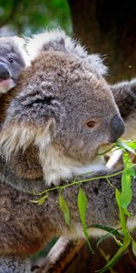 Young,Tree,Joey,Koala,Wood,Eucalyptus,Animals