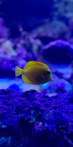 Zebrasoma,Animals,Fish,Aquarium,Coral