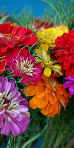 Zinnia,Cincinnati,Brillant,Coloré,Bouquet,Fleurs