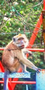 Un Mono,Alambre De Espino,Alambre De Púas,Animales,Mono,Zoo