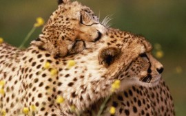 Affectionate Cheetahs