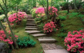 Azaleas Japanese Garden