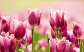 Beautiful Pink Tulips