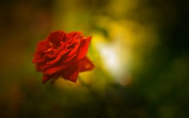 Beautiful Rose 4K