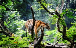 Bengal Tiger in Jungle