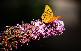 Butterfly in Botanic Garden